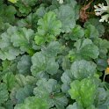 Heuchera x 'Reacht Kafer'